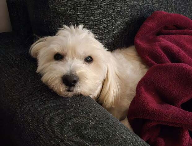 Coton de Tulear Coton De Tulear Puppies, Ready to Go.