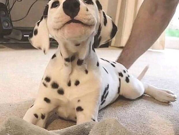 Dalmatian Male And Female Dalmatian Beautiful Puppies