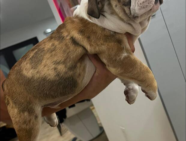 Bulldog AKC Registered English Bulldog Puppies for Adoption
