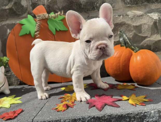 French Bulldog Amazing French Bulldog Puppies