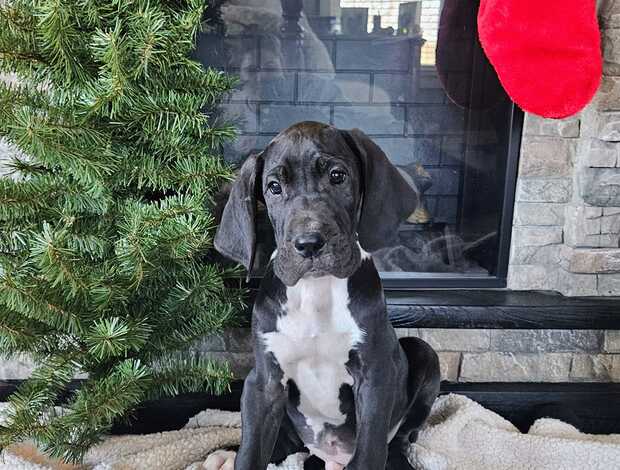 Great Dane Champion bloodline Great Dane Puppies for sale