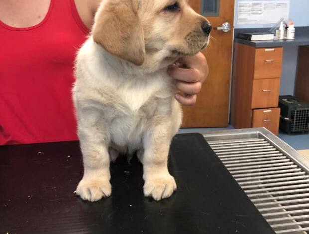 Labrador Retriever We Have Two Labrador Retriever Pups