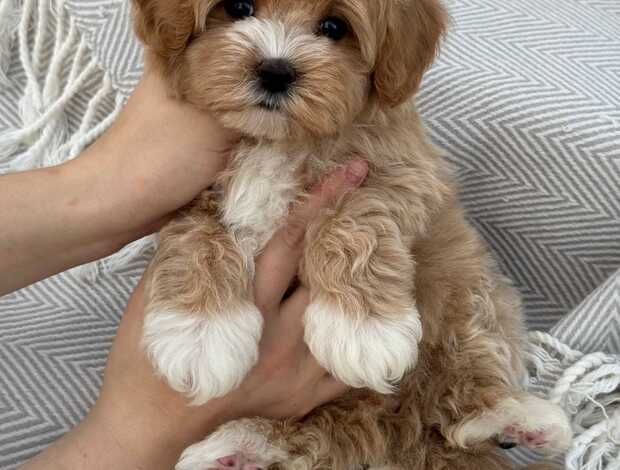 Other Magnificent Tea Cup Maltipoo Puppies