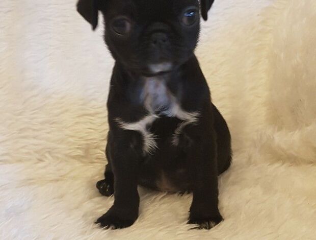 Pug Pug Puppies Available For New Homes