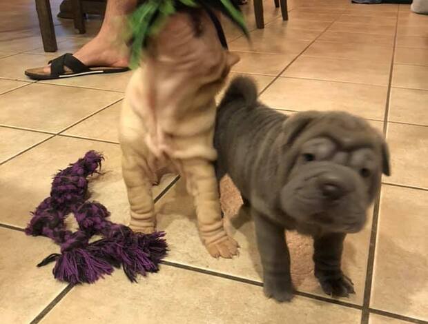 Shar Pei We Have Two Beautiful Shar Pei Puppies