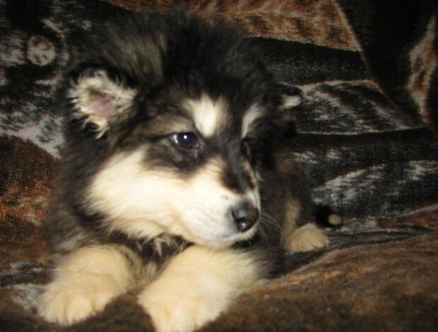 Alaskan Malamute Obedient Alaskan Malamute puppies available