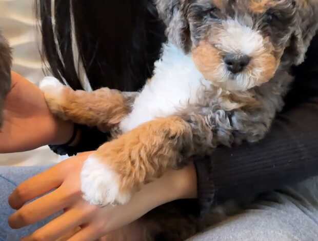 Other Charming Aussiedoodle puppies