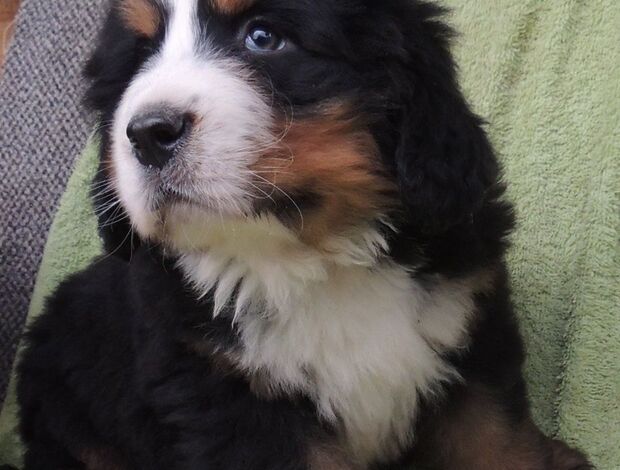 Bernese Mountain Dog Bernese Mountain Dog Puppies