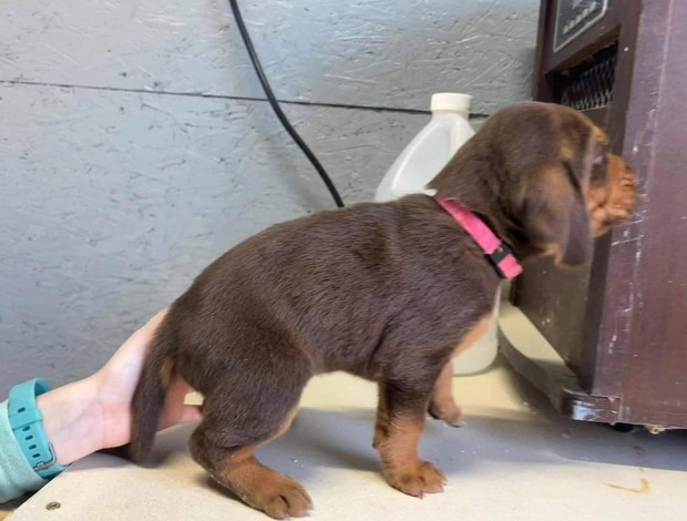 Bloodhound AKC Registered Bloodhound Puppies