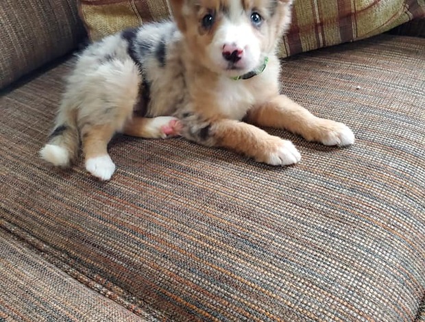 Border Collie Cute Border Collie Puppies