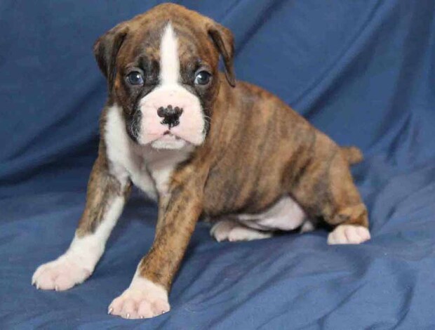 Boxer Healthy, Adorable Boxer Puppies Available