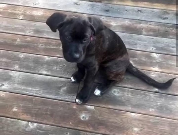 Cane Corso New Litter of Healthy Cane Corso Puppies for Adoption