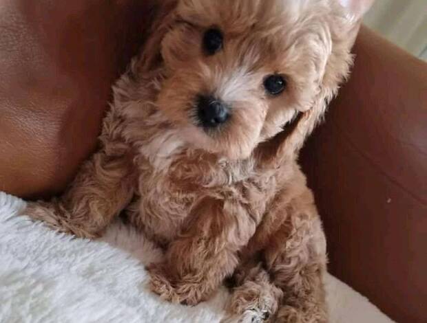Other House Broken Cavapoo Puppies Available for Adoption