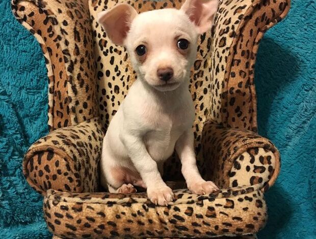 Chihuahua Potty Trained Chihuahua Puppies Looking for a New Home