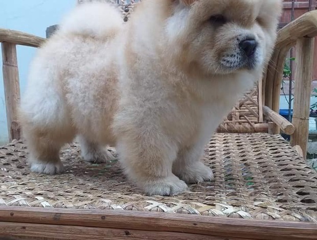 Chow Chow Affectionate Chow Chow Puppies For Rehoming