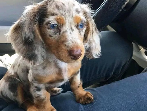Dachshund Gorgeous Dachshund Puppies for rehoming
