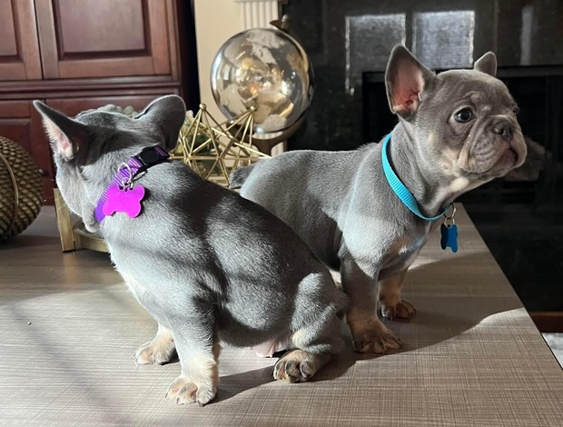 French Bulldog Amazing French Bulldog Puppies