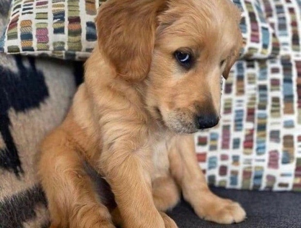 Golden Retriever Registered Golden Retriever Puppies