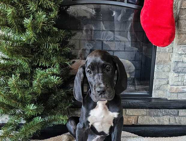 Great Dane Champion bloodline Great Dane Puppies for sale