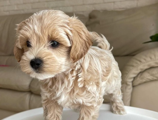 Other Magnificent Tea Cup Maltipoo Puppies