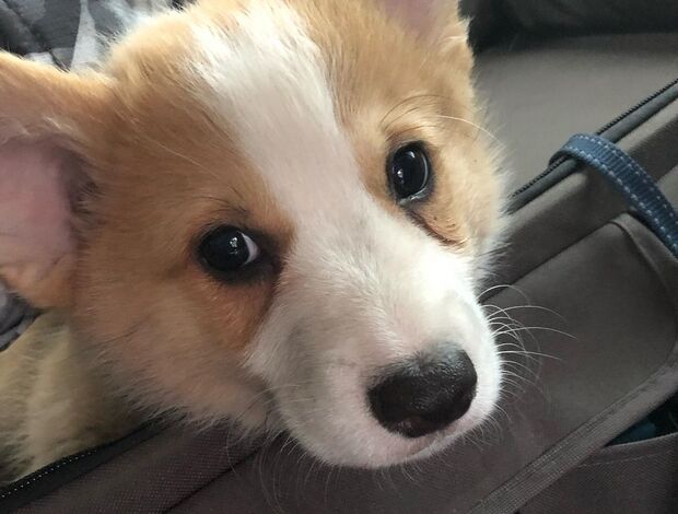 Welsh Corgi, Pembroke Pembroke Welsh Corgi Puppies