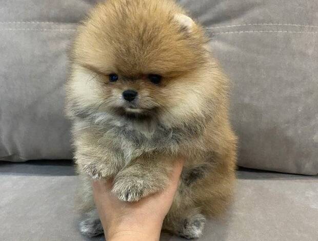 Pomeranian Beautiful Pomeranian Puppies For Sale.