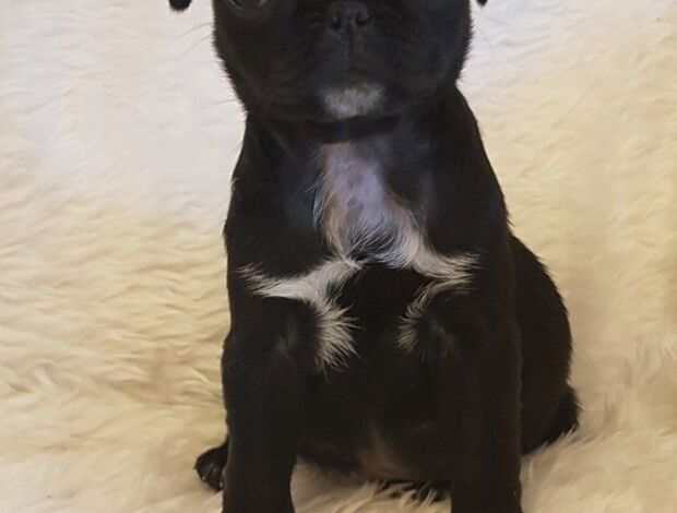 Pug Pug Puppies Available For New Homes