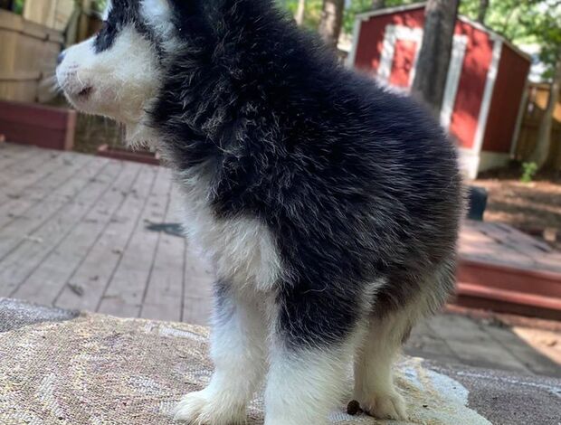 Siberian Husky Gorgeous Siberian Husky Puppies available