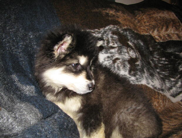 Alaskan Malamute Obedient Alaskan Malamute puppies available