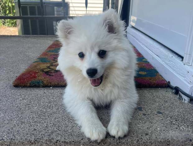 American Eskimo Dog Stunning American Eskimo puppies available