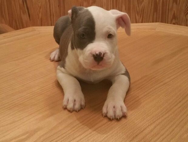 American Eskimo Dog Potty Trained American Pitbull Terrier Puppies Ready for a New Home