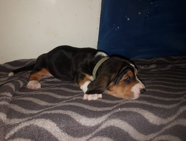 Basset Hound Cute Basset Hound puppies Searching For lovely homes