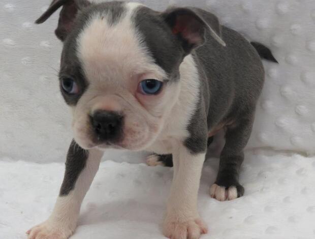 Boston Terrier Healthy Boston Terrier Puppies Available