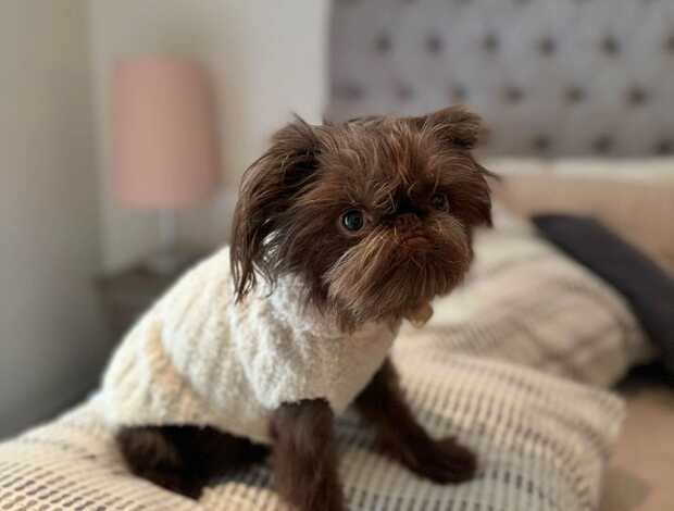 Griffon Bruxellois Home trained Brussels Griffon Puppies