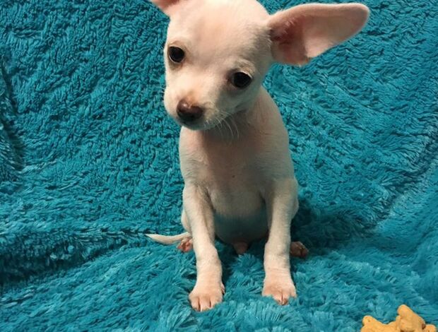 Chihuahua Potty Trained Chihuahua Puppies Looking for a New Home