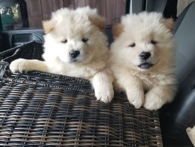 Chow Chow Affectionate Chow Chow Puppies For Rehoming