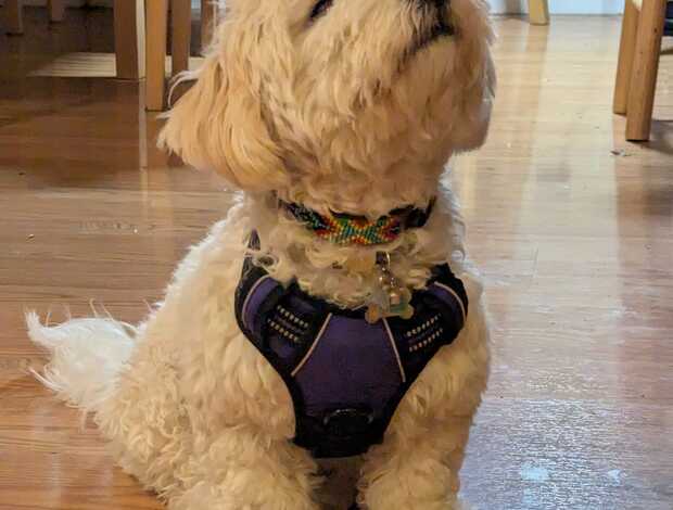 Coton de Tulear Coton De Tulear Puppies, Ready to Go.