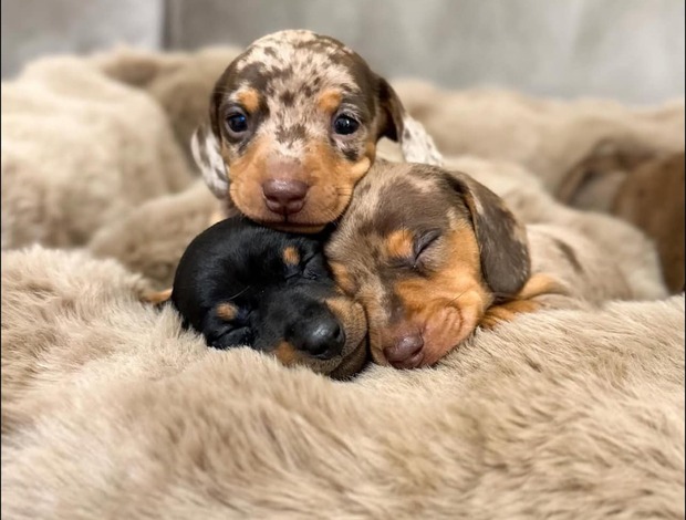 Dachshund Gorgeous Dachshund Puppies for rehoming