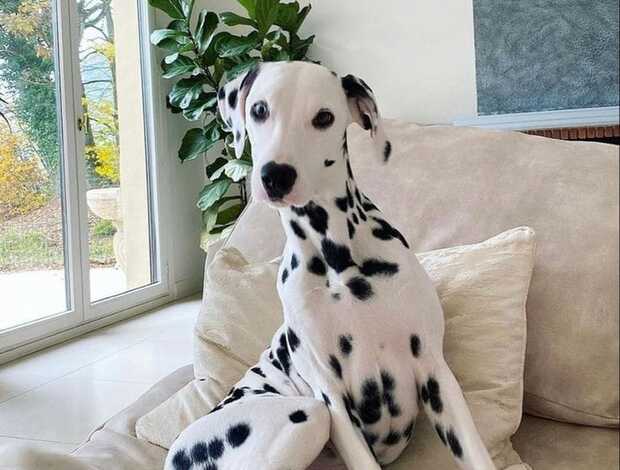 Dalmatian Male And Female Dalmatian Beautiful Puppies