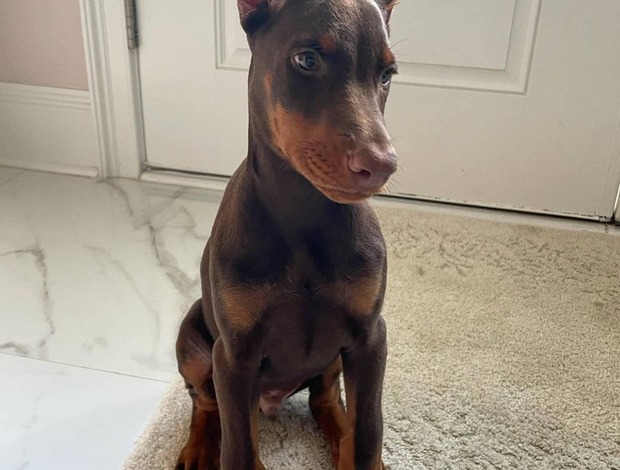 Doberman Pinscher Home Raised Doberman Pinscher Puppies