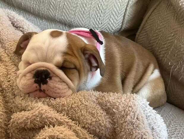 Bulldog AKC Registered English Bulldog Puppies for Adoption