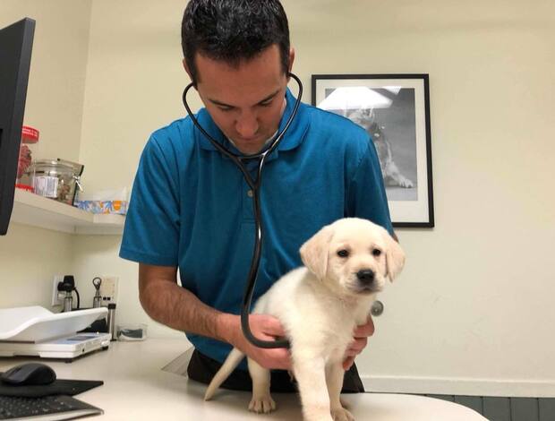 Labrador Retriever We Have Two Labrador Retriever Pups