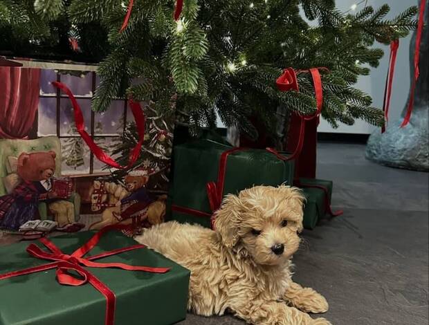 Other Magnificent Tea Cup Maltipoo Puppies