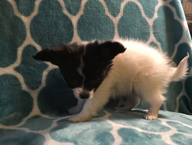 Papillon Adorable Papillon puppies