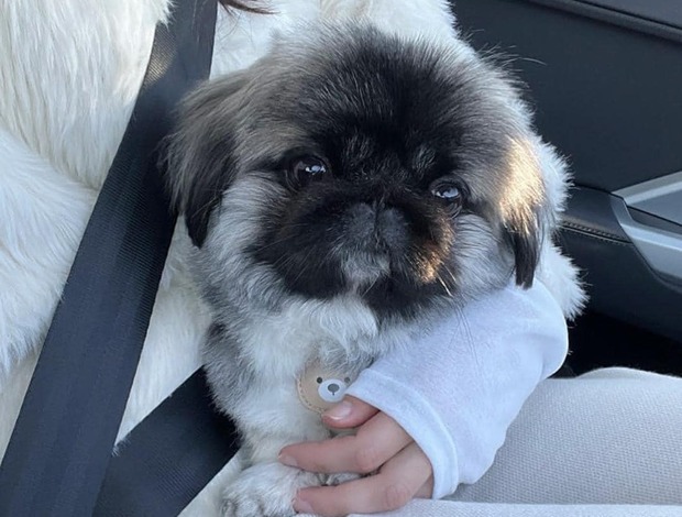 Pekingese Purebred Pekingese for rehoming