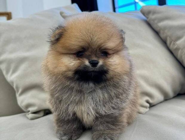 Pomeranian Beautiful Pomeranian Puppies For Sale.