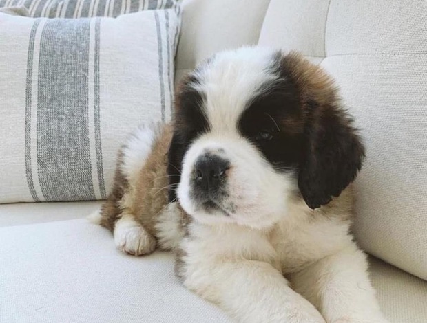 St Bernard Lovely Saint Bernard Puppies