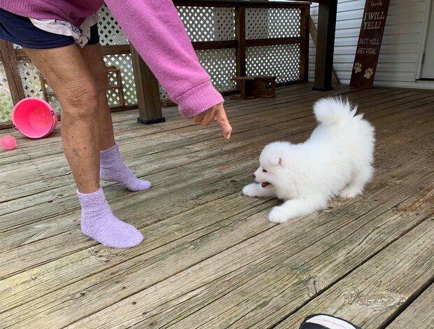 Samoyed Adorable And Cute Little Samoyed Puppies