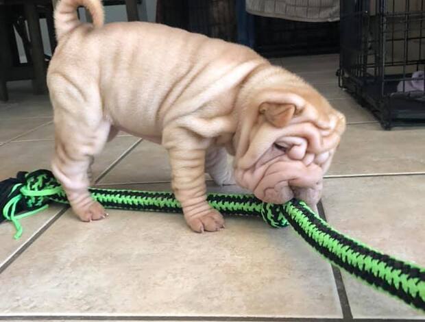 Shar Pei We Have Two Beautiful Shar Pei Puppies
