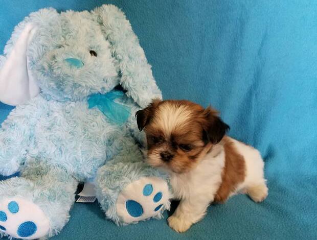 Shih Tzu Adorable Shih Tzu Puppies
